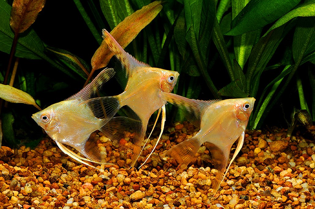 Angelfish - Yellow Platinum Veil - Small